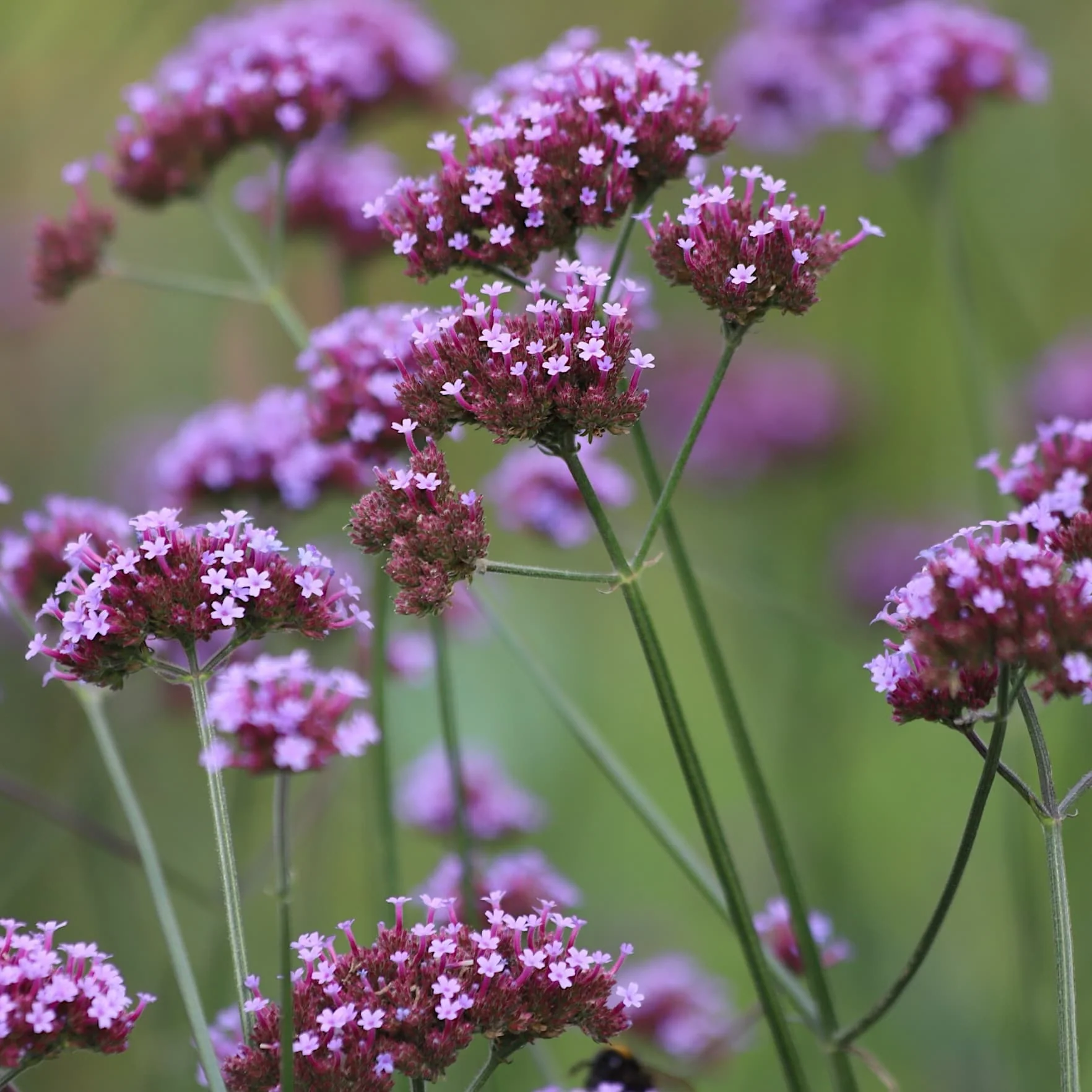 Purple Plants
